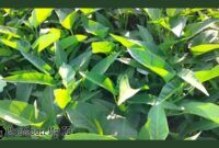 kangkung, sayuran daun, manfaat kesehatan, vitamin A, vitamin C, serat, nutrisi, Kesehatan, Sayuran