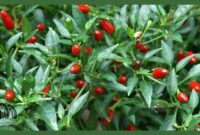 cabai rawit, jenis-jenis cabe rawit, kepedasan, masakan Asia Tenggara, Kuliner, Bahan Makanan