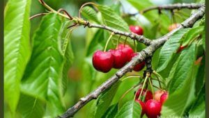 ceri, buah, manfaat ceri, kesehatan, nutrisi, resep ceri